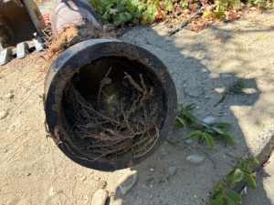 Outside Drain and Basement Toilet Backup Repair in Seattle, WA