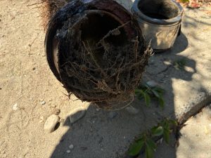 Outside Drain and Basement Toilet Backup Repair in Seattle, WA
