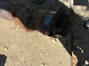 Outside Drain and Basement Toilet Backup Repair in Seattle, WA